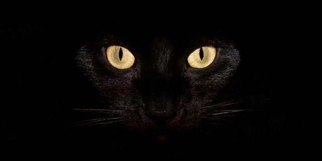 Black cat's eyes glowing in the dark.