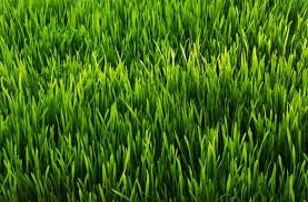 grass grass