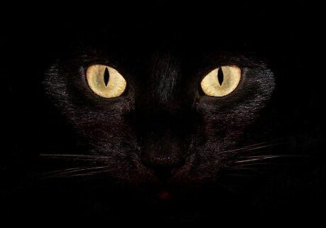 Black-Cat-640x321
