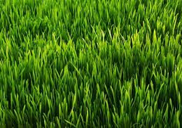 grass grass